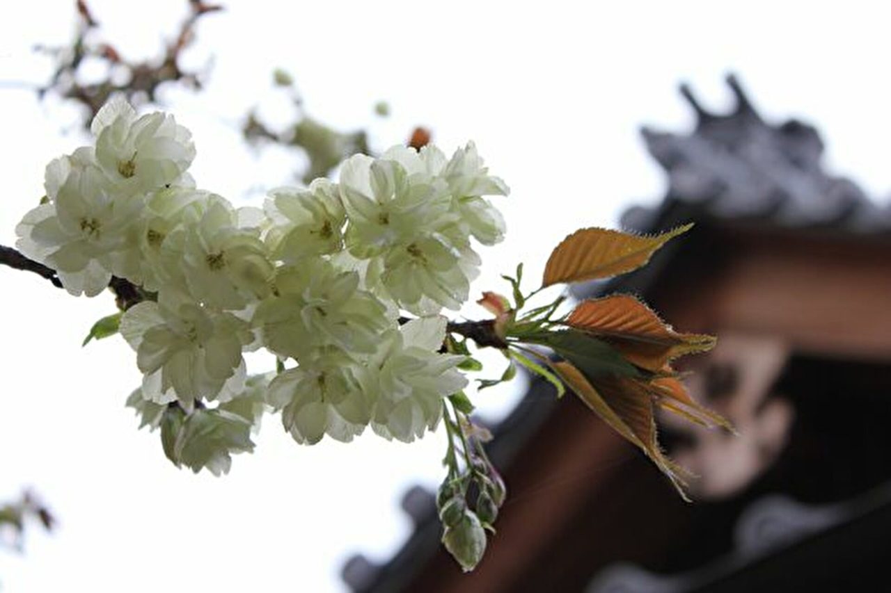 御衣黄桜から久世神社の屋根を仰ぐ