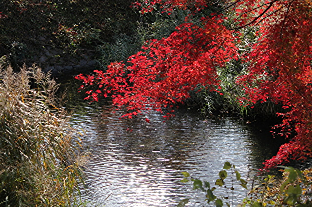 井出の玉川　秋の紅葉