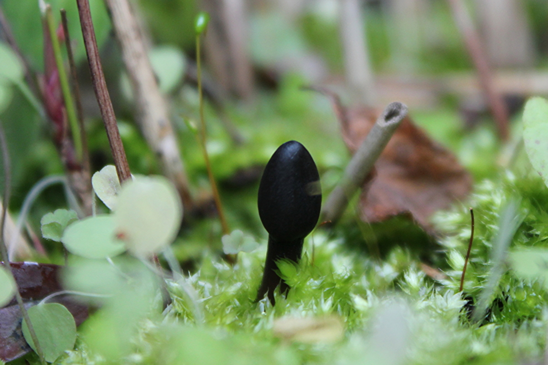 黒いキノコ 天狗の飯匙